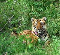 Bandipur National Park
